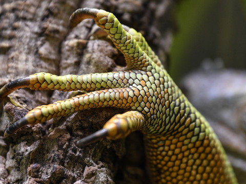 Des iguanes disparus il y a un siècle se reproduisent à nouveau