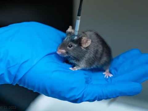 L'usage thérapeutique de la kétamine relativement sûr