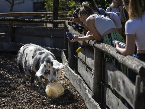 Le zoo de Zurich distribue des glaces à ses animaux