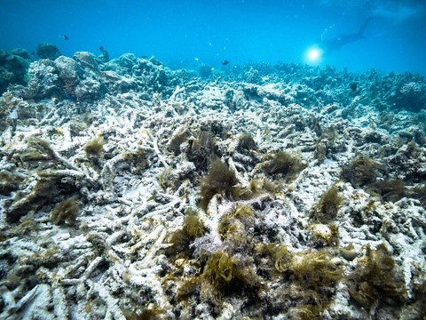 Australie: le corail de retour dans certaines parties de la Grande Barrière