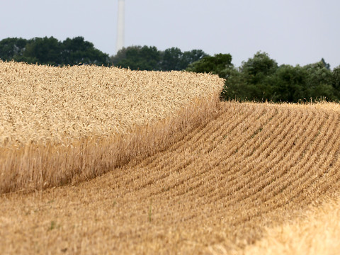 Les prix mondiaux des produits alimentaires reculent en juillet