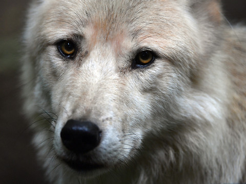 L'espace alpin européen trop petit pour le loup dans cinq ans