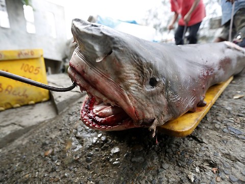 En Méditerranée, requins et raies pêchés malgré les protections