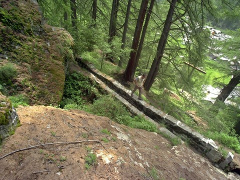 Les bisses aident les arbres forestiers stressés