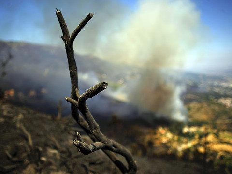 Feu de forêt 