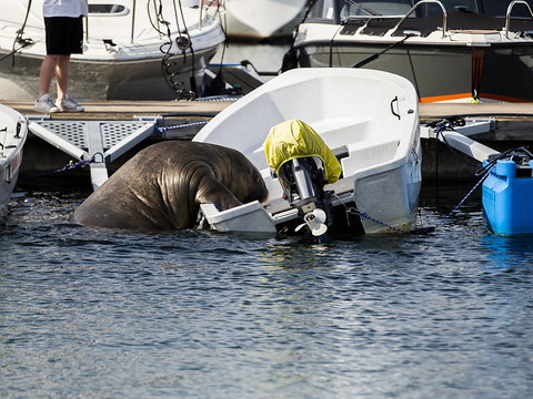 Le morse Freya, vedette du fjord d'Oslo, a été euthanasié