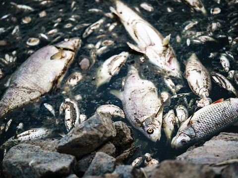 Tonnes de poissons morts dans l'Oder: la cause reste inconnue