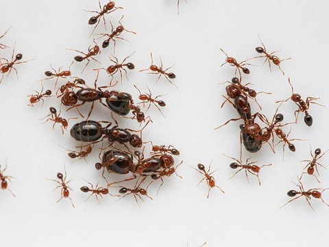 L’apparition du supergène des fourmis de feu décortiquée