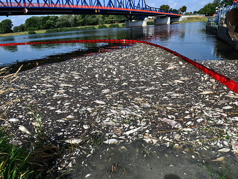 Pollution de l'Oder: 100 tonnes de poissons morts repêchés