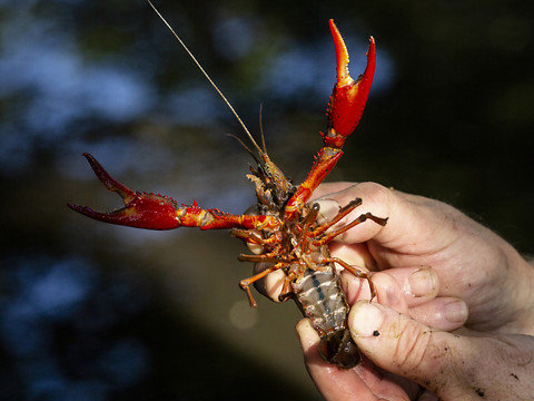 Nouvelle classification plus nuancée des espèces invasives