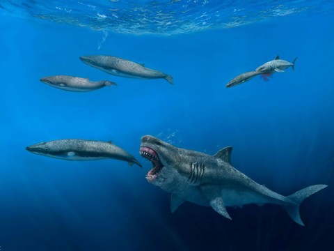 Un requin géant 