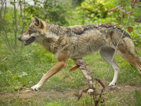Marchairuz: l'un des deux loups mis à mort n'était pas de la meute