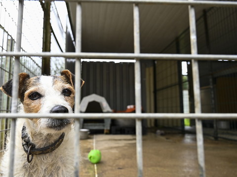 Animaux pendant la pandémie : vite adoptés, vite abandonnés