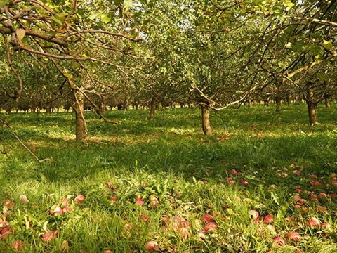 Un cidre de bonne qualité malgré la sécheresse de l'été