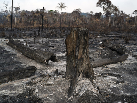 Record d'incendies en Amazonie depuis 15 ans