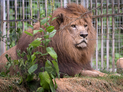 Un lion tue un homme entré dans son enclos dans le zoo d'Accra