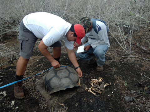 Enquête sur une chasse présumée de tortues géantes aux Galapagos