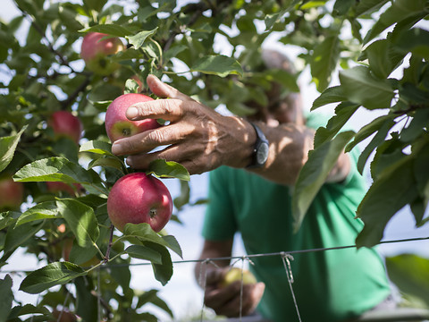 Début précoce de la récolte de pommes et de poires