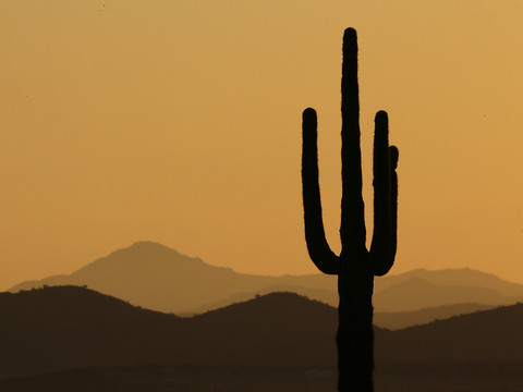 Arizona: cactus géant bicentenaire arraché par de fortes pluies