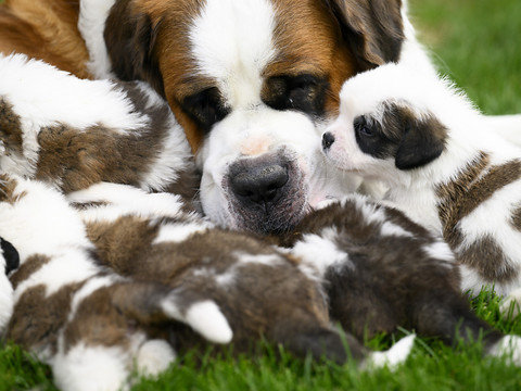 Le Saint-Bernard, chien de sauvetage devenu chien social