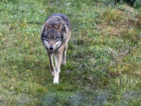 Le Conseil fédéral voit d'un bon oeil le tir préventif du loup