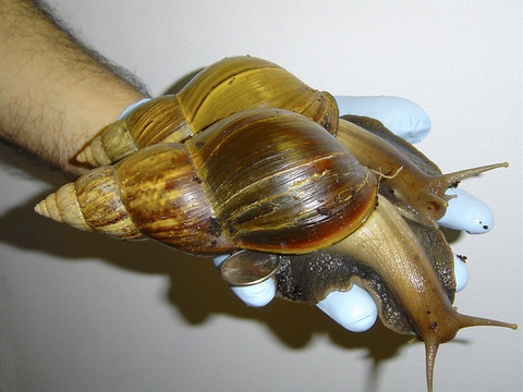 Des escargots géants africains repérés à Saxon (VS)