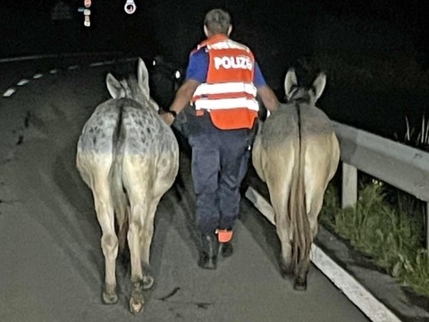 La police appréhende deux ânes 