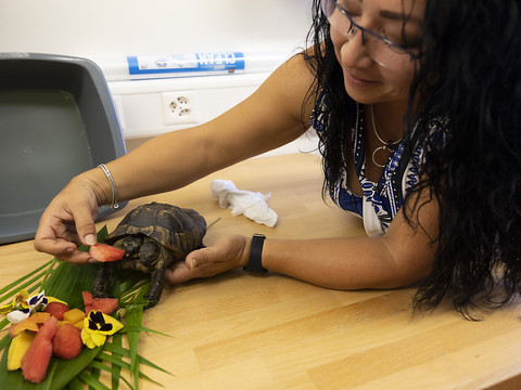 La plus vieille tortue bicéphale du monde fête ses 25 ans