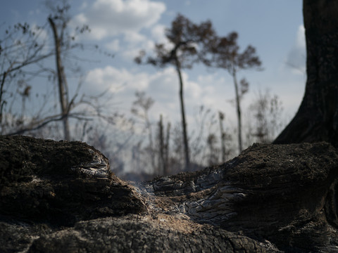 Journée de l'Amazonie: des feux de forêt ravageurs début septembre