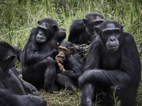 Les chimpanzés ont un sens du rythme bien à eux