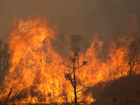 Vaste incendie dans un parc national à Brasilia