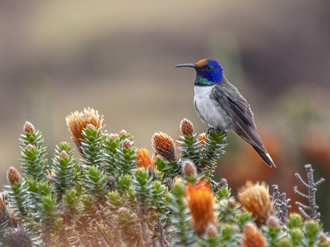 Des colibris femelles se déguisent pour éviter les agressions