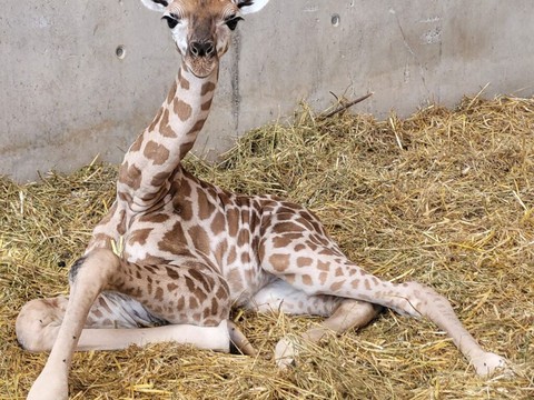 Naissance d'un girafon au zoo Knie à Rapperswil (SG)