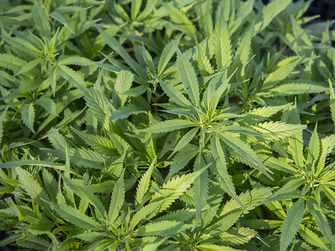 Bâle reporte la vente contrôlée de cannabis en pharmacie