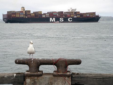 MSC modifie ses itinéraires pour les baleines du Sri Lanka
