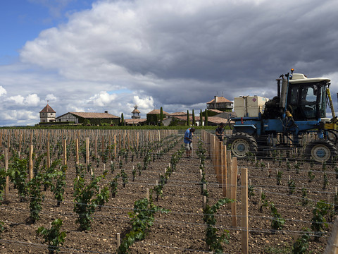 Médoc: grands crus, huîtres et entrecôte au menu du marathon
