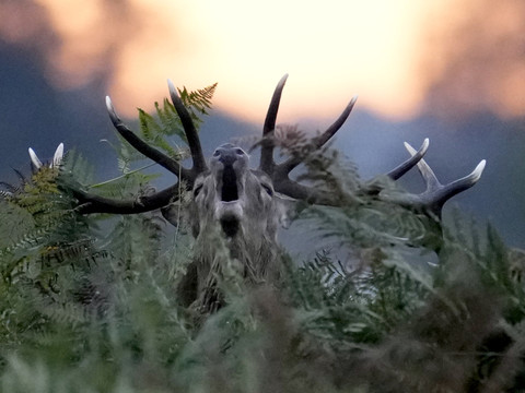 Accident de chasse aux Grisons il prend son coll gue pour un cerf