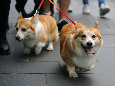 Orphelins, les corgis d'Elizabeth II adoptés par son fils Andrew