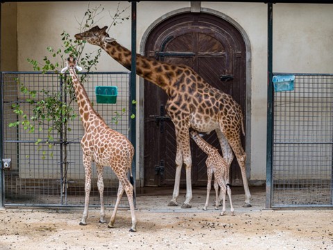 Le zoo de Bâle annonce la naissance de la girafe Tufani