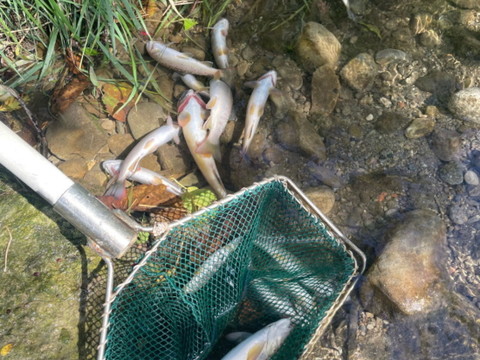 Ruisseau pollué à Belfaux à cause d'une vidange de piscine