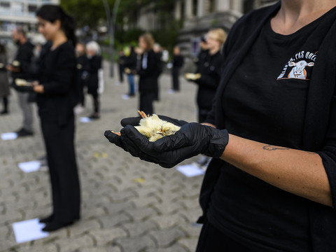 Des poussins morts pour dénoncer l'élevage intensif à Lausanne
