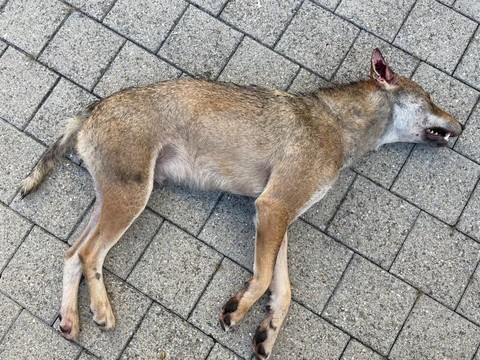 Les autorités locales ne s'attendaient pas à la présence d'un loup