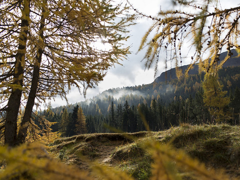 Les députés planchent sur la protection de la biodiversité