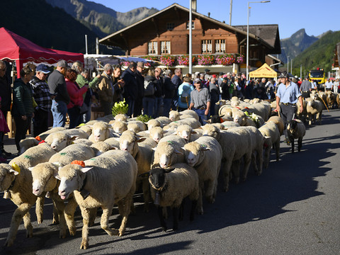 Retour de la Foire aux moutons et désalpe à Bellegarde (FR)
