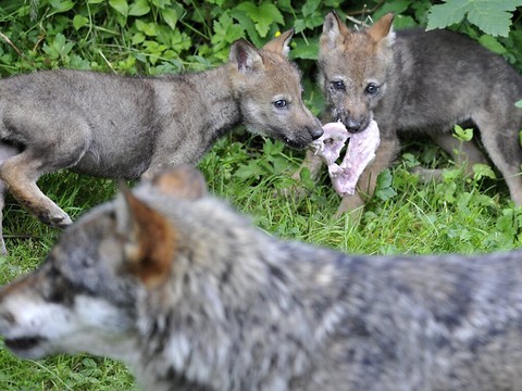 Loup: les cantons alpins exhortent la Confédération à agir