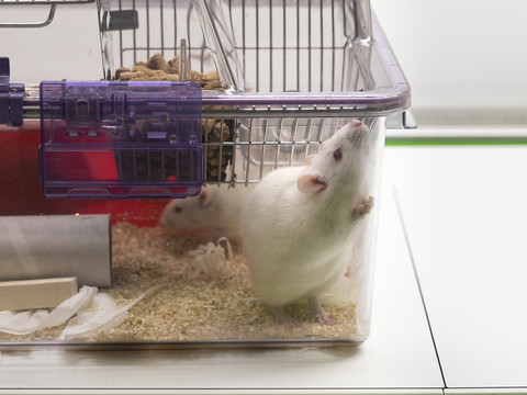 Hausse des expériences scientifiques sur des animaux en 2021