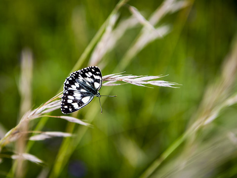 La faune et la flore devraient être mieux protégées