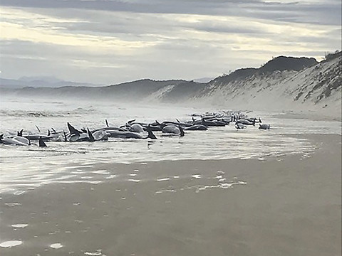 Près de 200 cétacés meurent échoués sur une plage en Tasmanie