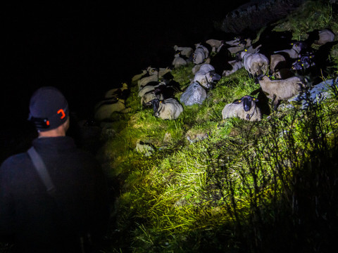 Succès pour les bénévoles de l'association OPPAL éloignant le loup