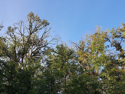 Couleurs automnales précoces de mauvais augure pour les hêtres